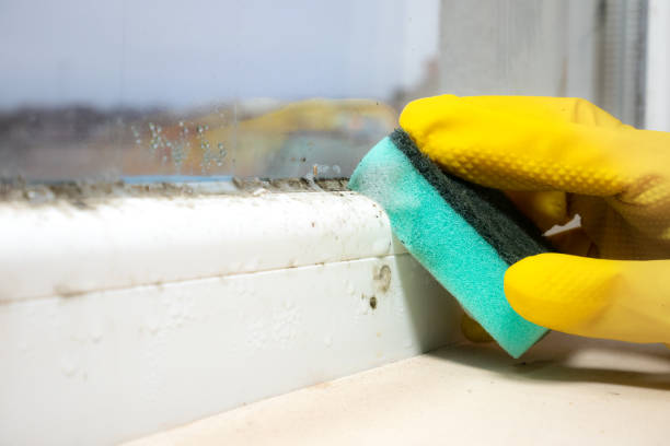 Best Attic Mold Removal  in San Mateo, CA